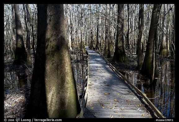 Low boardwalk in sunny forest. Congaree National Park (color)