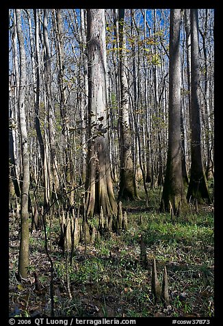 Cypress knees and tall cypress trees on a sunny day. Congaree National Park, South Carolina, USA.
