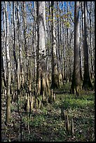 Cypress knees and tall cypress trees on a sunny day. Congaree National Park, South Carolina, USA.