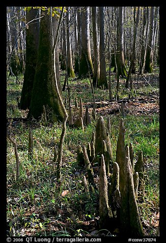 Floor of floodplain forest with cypress knees. Congaree National Park, South Carolina, USA.