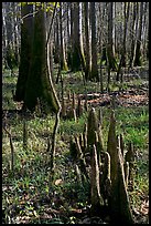 Floor of floodplain forest with cypress knees. Congaree National Park, South Carolina, USA.