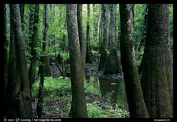 Cypress and swamp in summer. Congaree National Park (color)