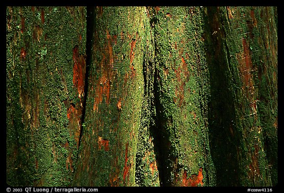 Cypress trunk detail. Congaree National Park, South Carolina, USA.