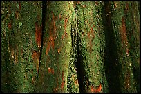 Cypress trunk detail. Congaree National Park, South Carolina, USA. (color)