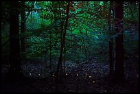 Fireflies. Congaree National Park ( color)
