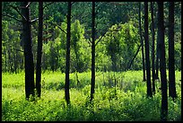 Meadow framed by pine trees. Congaree National Park ( color)