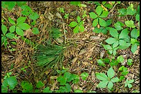 Close-up of fallen pine needles, cones, and forest undergrowth. Congaree National Park ( color)