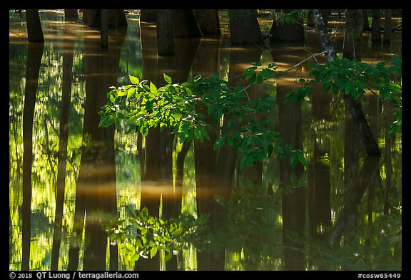 Reflections in flooded forest near Bates Bridge. Congaree National Park (color)