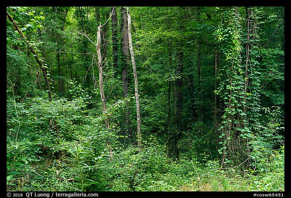Lush vegetation along Bates Ferry Trail. Congaree National Park, South Carolina, USA.