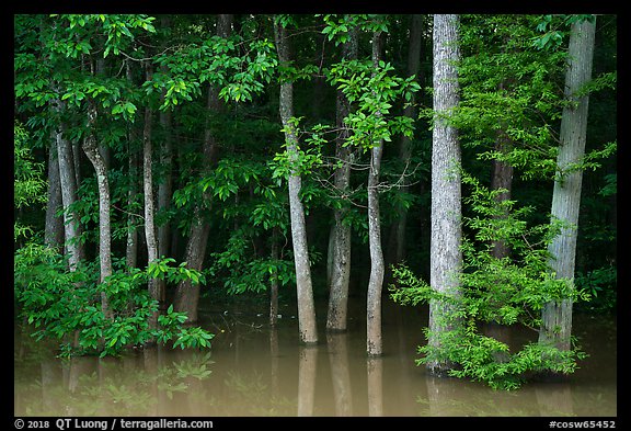 Forest near Bates Bridge flooded by Congaree River. Congaree National Park, South Carolina, USA.
