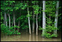 Forest near Bates Bridge flooded by Congaree River. Congaree National Park ( color)