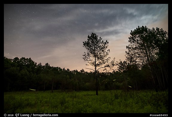 Meadow at night with flying fireflies. Congaree National Park, South Carolina, USA.