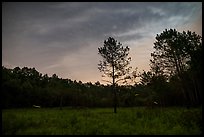 Meadow at night with flying fireflies. Congaree National Park ( color)