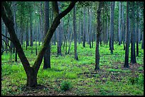 Pine forest. Congaree National Park ( color)