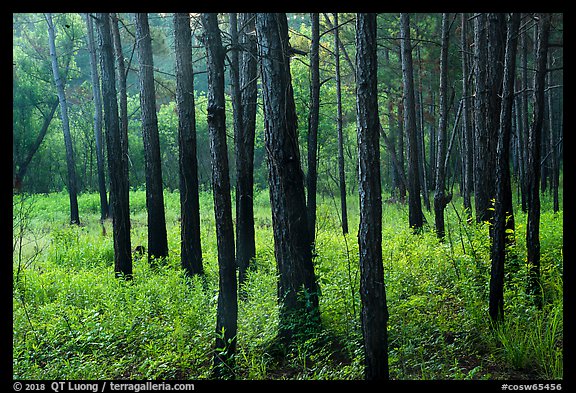 Dark trunks of pine trees at edge of meadow. Congaree National Park (color)