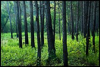 Dark trunks of pine trees at edge of meadow. Congaree National Park ( color)