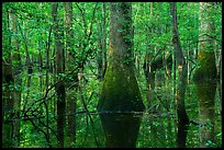 Flooded bottomland hardwood forest. Congaree National Park ( color)