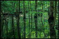Flooded forest and reflections. Congaree National Park ( color)