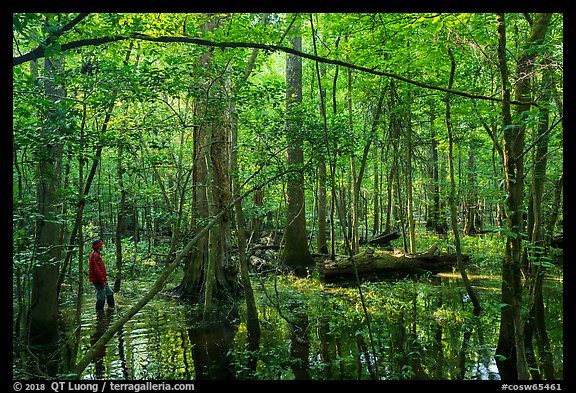 Visitor looking, flooded forest in summer. Congaree National Park, South Carolina, USA.
