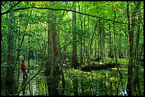 Visitor looking, flooded forest in summer. Congaree National Park ( color)