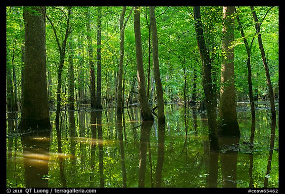 Flooded forest in summer. Congaree National Park (color)