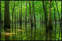Flooded forest in summer. Congaree National Park ( color)