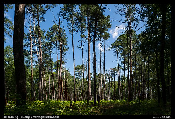 Pine forest on North Bluff. Congaree National Park, South Carolina, USA.