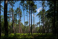 Pine forest on North Bluff. Congaree National Park ( color)