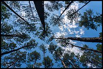 Looking up pine forest. Congaree National Park ( color)