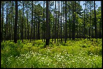 Summer wildflowers and pine forest. Congaree National Park ( color)