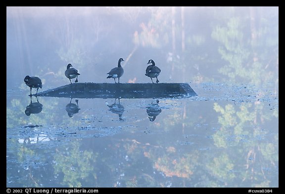 Geese and misty reflections on Kendall Lake. Cuyahoga Valley National Park (color)