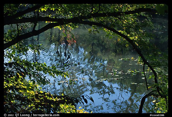 Arching tree and reflection on Kendal lake. Cuyahoga Valley National Park, Ohio, USA.