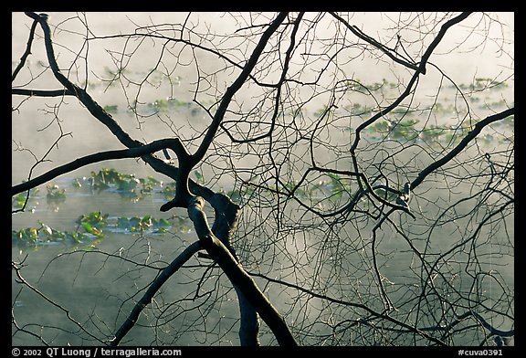 Bare branches and mist over Kendall Lake surface. Cuyahoga Valley National Park, Ohio, USA.