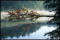 Fallen tree and mist, Kendal lake. Cuyahoga Valley National Park, Ohio, USA.