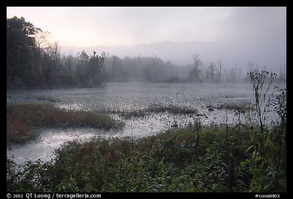 Beaver marsh and fog at dawn. Cuyahoga Valley National Park (color)