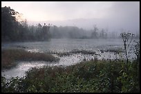Beaver marsh and fog at dawn. Cuyahoga Valley National Park, Ohio, USA. (color)