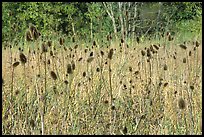 Thistles. Cuyahoga Valley National Park, Ohio, USA. (color)