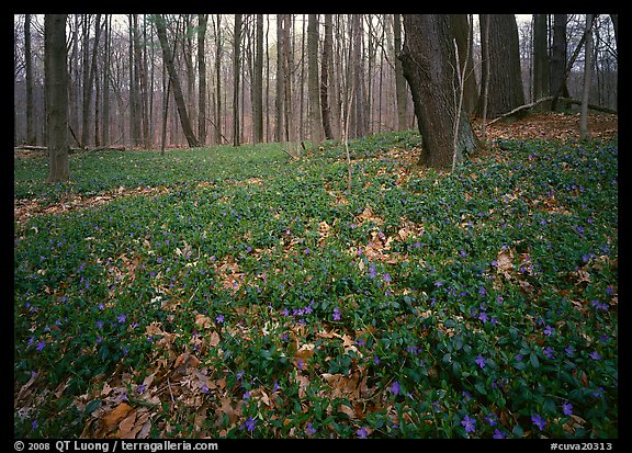 Myrtle flowers on forest floor in early spring, Brecksville Reservation. Cuyahoga Valley National Park (color)