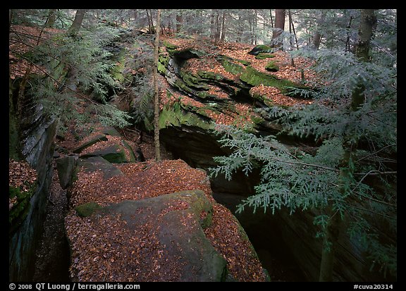 Trees and sandstone blocs,  The Ledges. Cuyahoga Valley National Park (color)