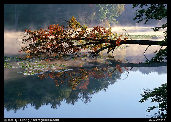 Fallen tree and mist, Kendal lake. Cuyahoga Valley National Park (color)