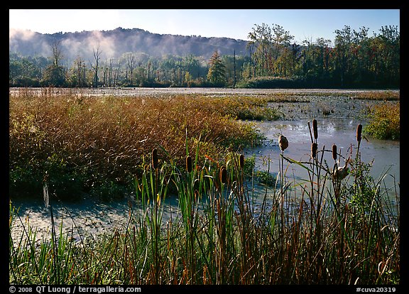 Reeds and Beaver Marsh, early morning. Cuyahoga Valley National Park, Ohio, USA.