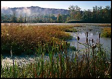 Reeds and Beaver Marsh, early morning. Cuyahoga Valley National Park ( color)