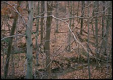 Branches and bare forest. Cuyahoga Valley National Park ( color)
