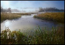Aquatic plants, Beaver Marsh, and mist, early morning. Cuyahoga Valley National Park, Ohio, USA.