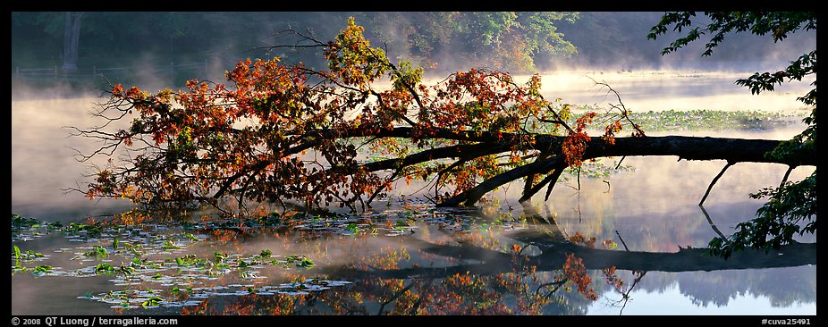 Fallen tree in lake with mist raising. Cuyahoga Valley National Park, Ohio, USA.