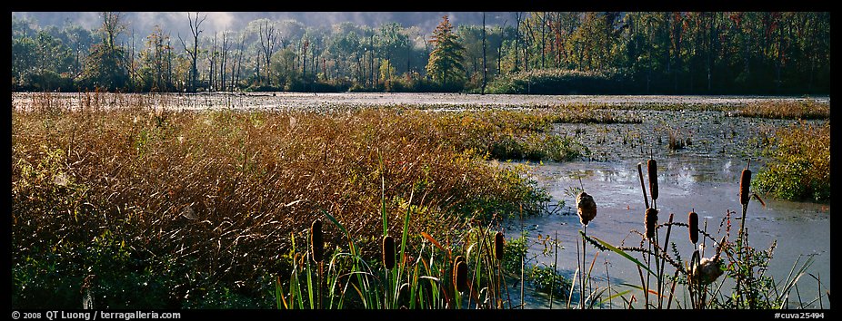 Wetlands scenery. Cuyahoga Valley National Park (color)