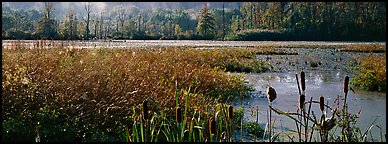 Wetlands scenery. Cuyahoga Valley National Park (Panoramic color)