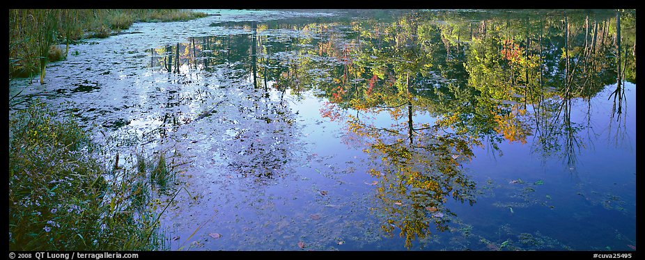Trees reflected in pond in the fall. Cuyahoga Valley National Park (color)