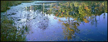 Trees reflected in pond in the fall. Cuyahoga Valley National Park (Panoramic color)