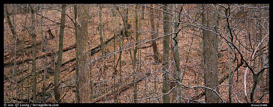 Bare forest with fallen trees on hillside. Cuyahoga Valley National Park (color)